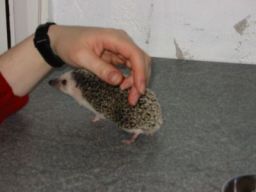 [Photo of Huff the Hedgepig]