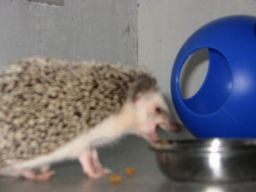 [Photo of Huff the Hedgepig]