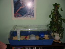 [Photo of Huff the Hedgepig]