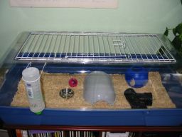 [Photo of Huff the Hedgepig]