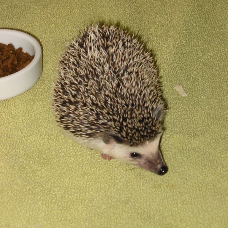 [Photo of Huff the Hedgepig]