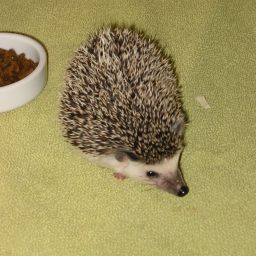 [Photo of Huff the Hedgepig]