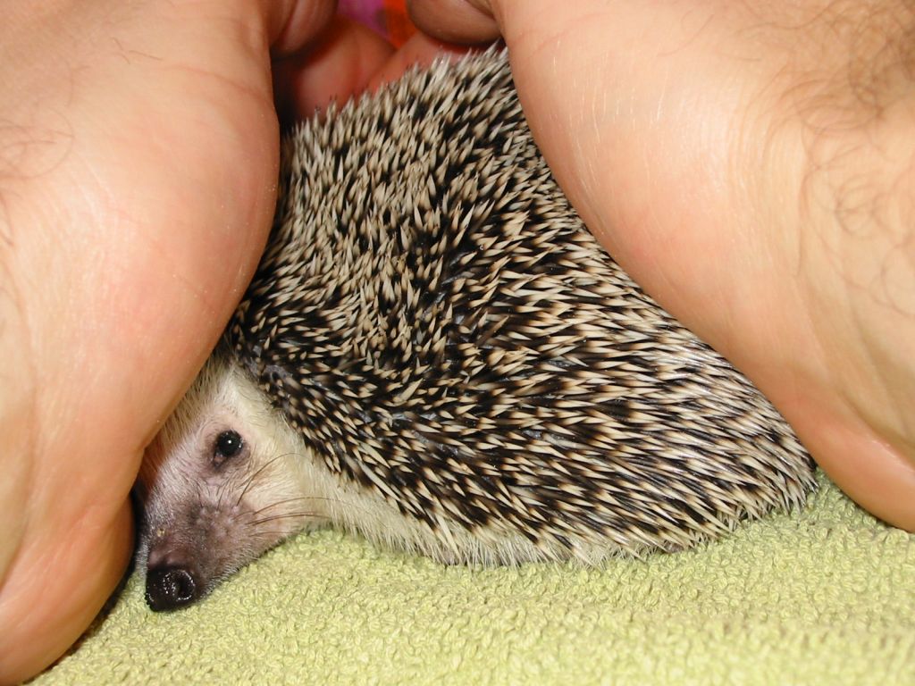 [Photo of Huff the Hedgepig]