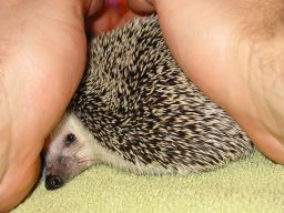[Photo of Huff the Hedgepig]