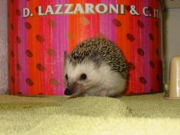 [Photo of Huff the Hedgepig]