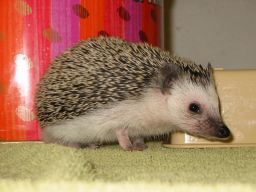 [Photo of Huff the Hedgepig]