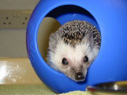 [Photo of Huff the Hedgepig]