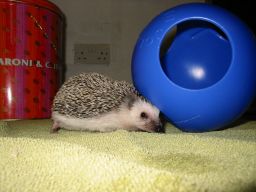 [Photo of Huff the Hedgepig]