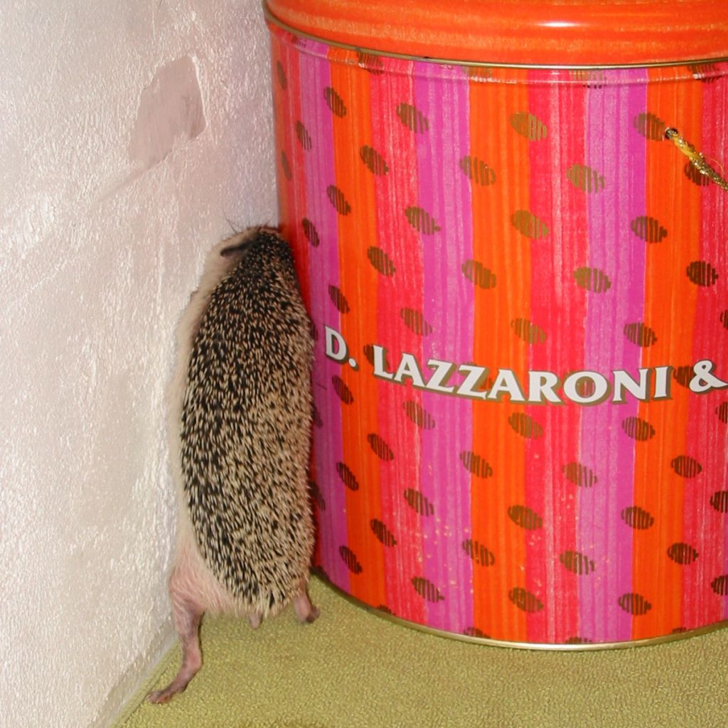 [Photo of Huff the Hedgepig]