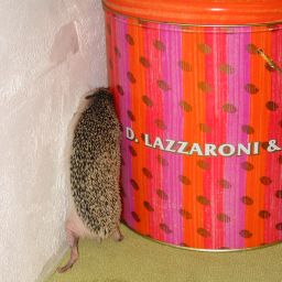 [Photo of Huff the Hedgepig]