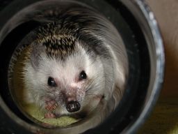 [Photo of Huff the Hedgepig]