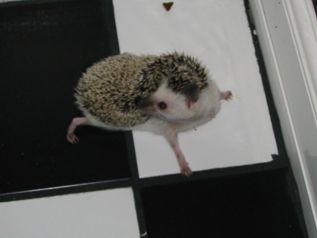 [Photo of Huff the Hedgepig]