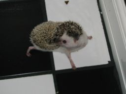 [Photo of Huff the Hedgepig]