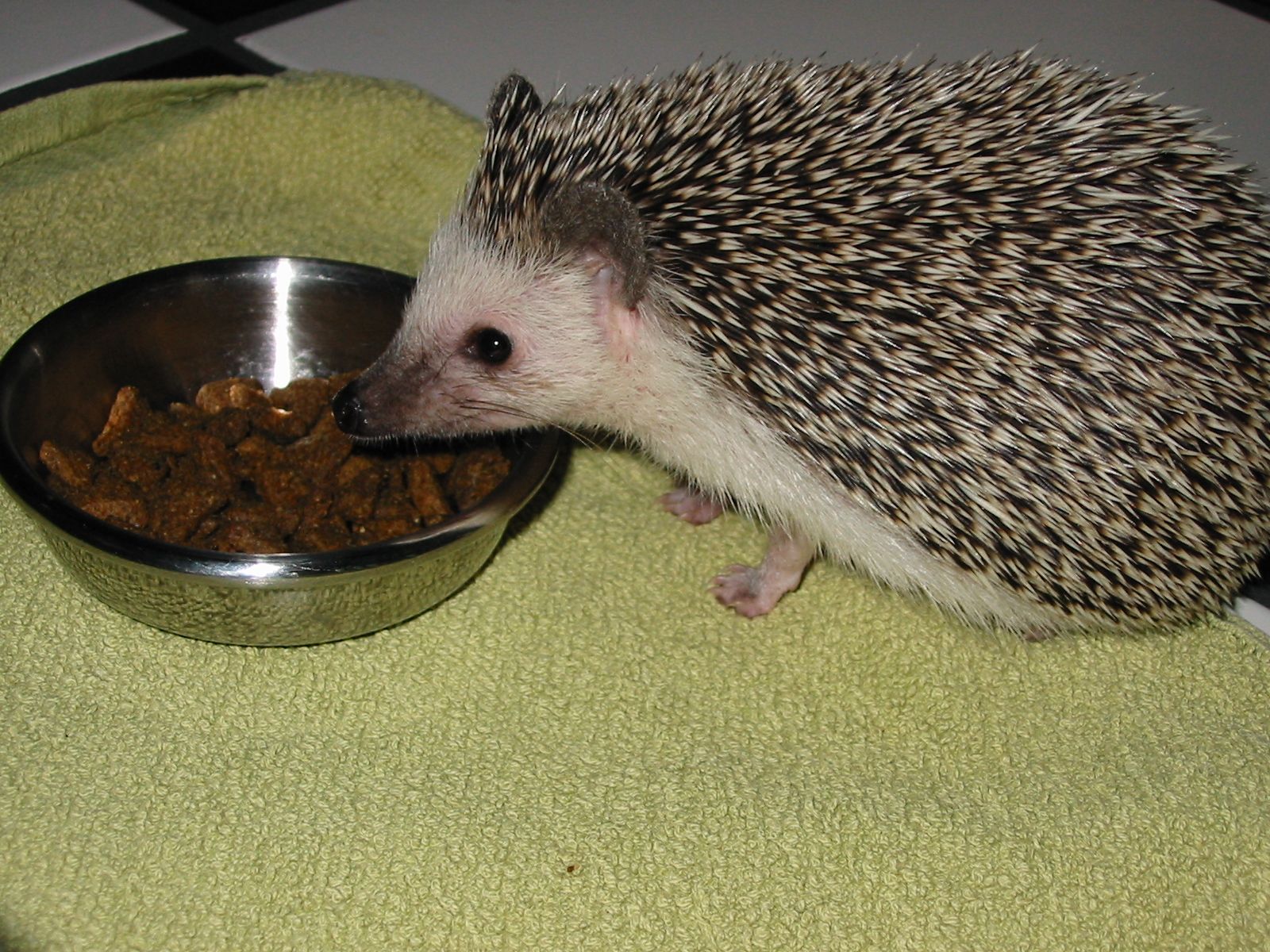 [Photo of Huff the Hedgepig]
