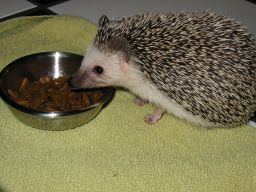 [Photo of Huff the Hedgepig]