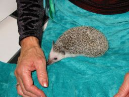 [Photo of Huff the Hedgepig]