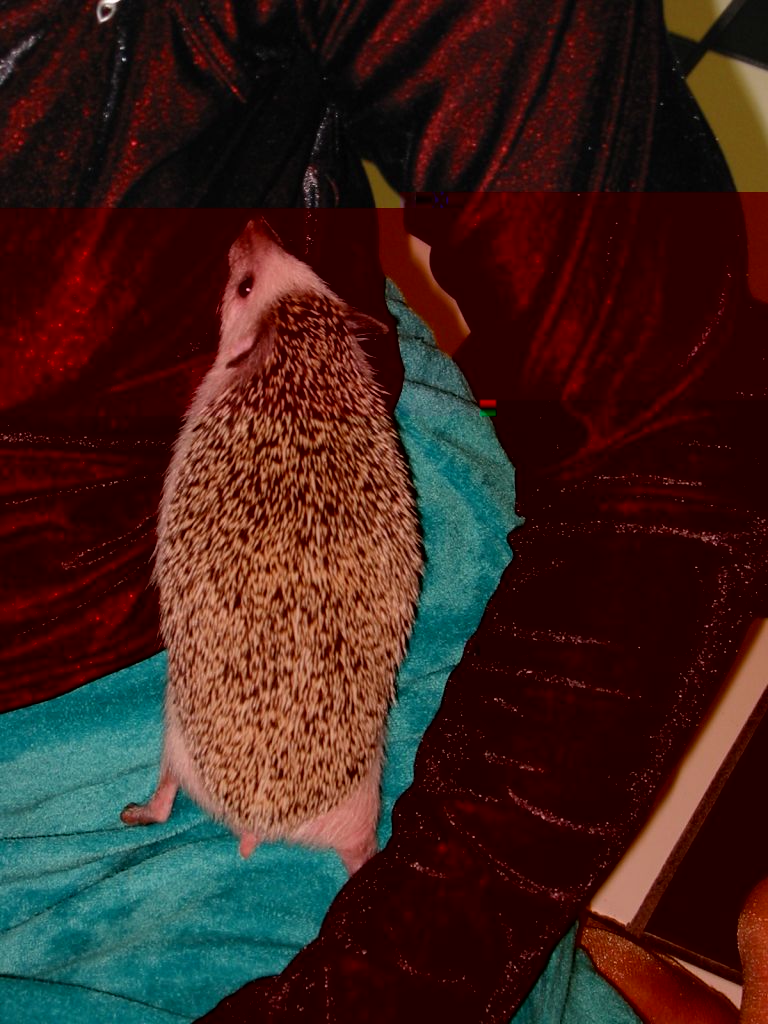 [Photo of Huff the Hedgepig]
