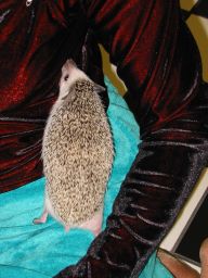 [Photo of Huff the Hedgepig]