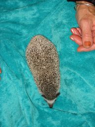 [Photo of Huff the Hedgepig]