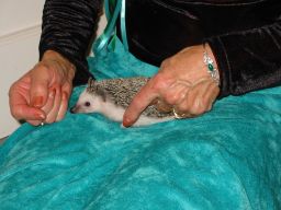 [Photo of Huff the Hedgepig]