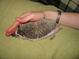 [Photo of Huff the Hedgepig]