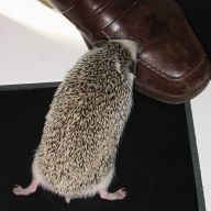 [Photo of Huff the Hedgepig]