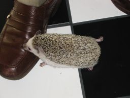 [Photo of Huff the Hedgepig]