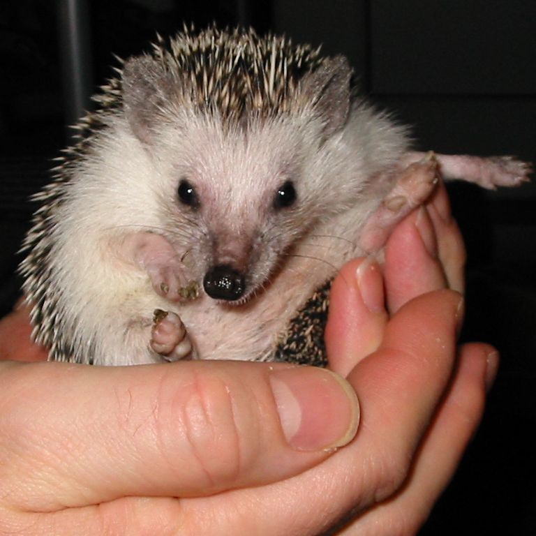 [Photo of Huff the Hedgepig]