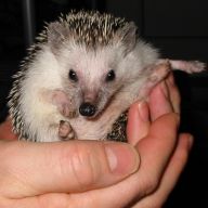 [Photo of Huff the Hedgepig]