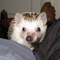 [Photo of Huff the Hedgepig]