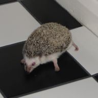 [Photo of Huff the Hedgepig]