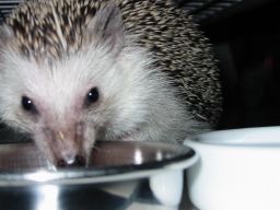 [Photo of Huff the Hedgepig]