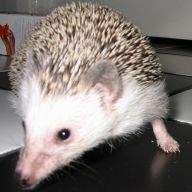 [Photo of Huff the Hedgepig]