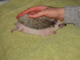 [Photo of Huff the Hedgepig]