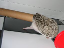 [Photo of Huff the Hedgepig]