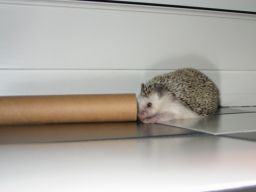 [Photo of Huff the Hedgepig]