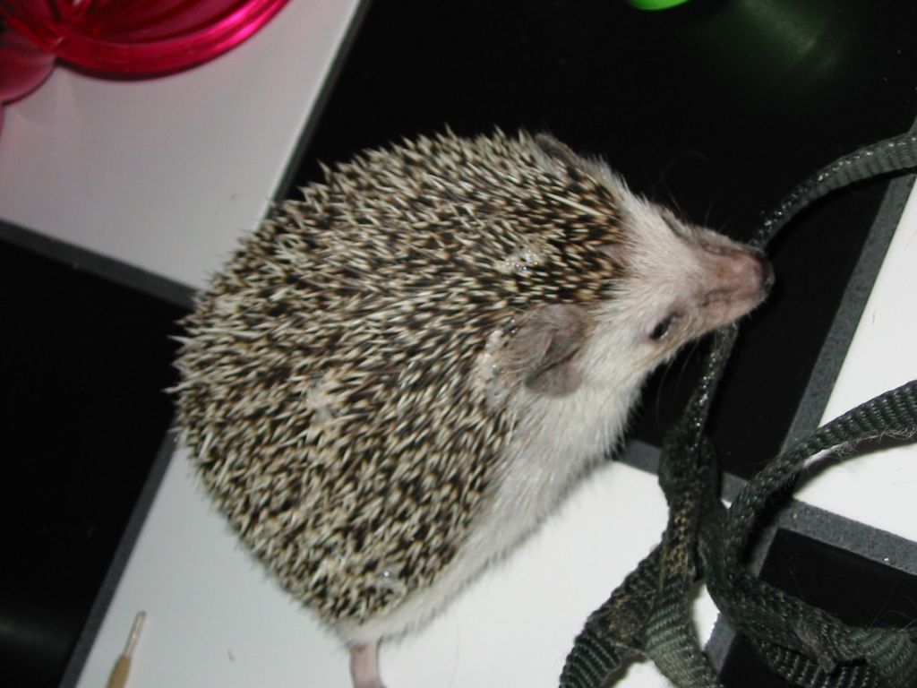 [Photo of Huff the Hedgepig]
