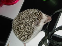 [Photo of Huff the Hedgepig]