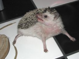 [Photo of Huff the Hedgepig]