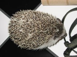 [Photo of Huff the Hedgepig]