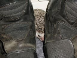 [Photo of Huff the Hedgepig]