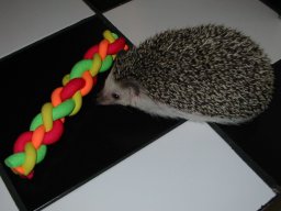 [Photo of Huff the Hedgepig]