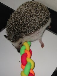 [Photo of Huff the Hedgepig]