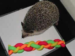 [Photo of Huff the Hedgepig]