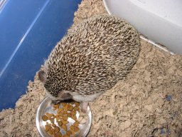 [Photo of Huff the Hedgepig]