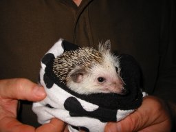 [Photo of Huff the Hedgepig]