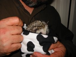 [Photo of Huff the Hedgepig]