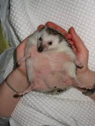 [Photo of Huff the Hedgepig]