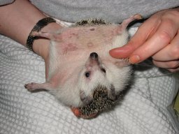 [Photo of Huff the Hedgepig]