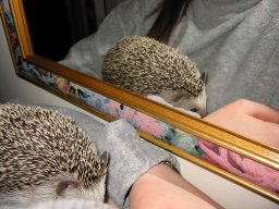 [Photo of Huff the Hedgepig]